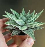 Magazoo Plante Haworthia Limifolia 'Striata