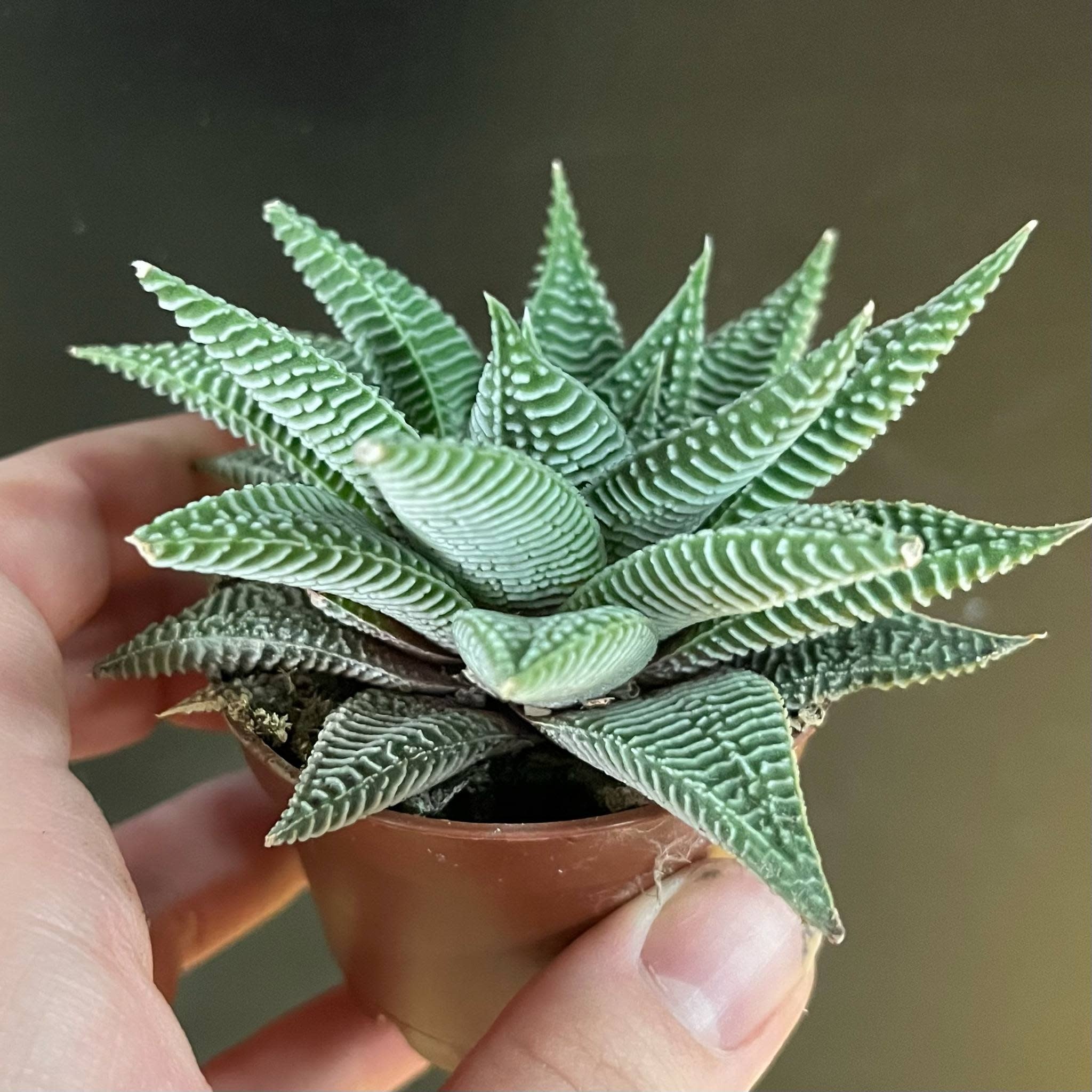 Magazoo Haworthia Limifolia 'Striata' Plant