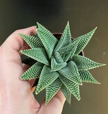 Magazoo Plante Haworthia Limifolia 'Striata
