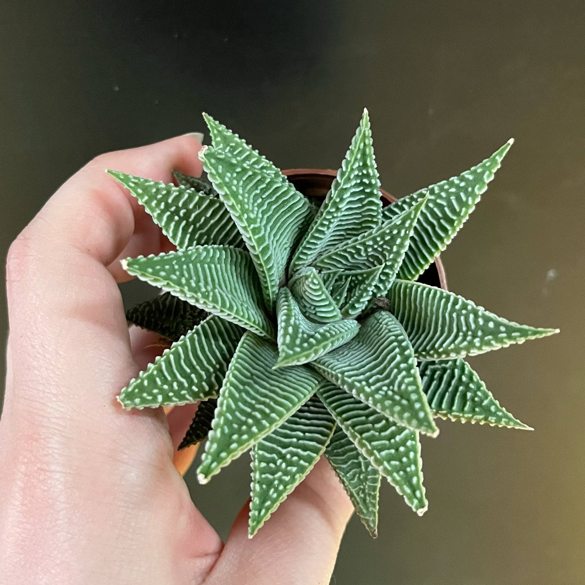 Magazoo Plante Haworthia Limifolia 'Striata
