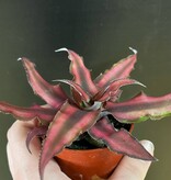 Magazoo Cryptanthus Bivittatus 'Red Star' Plant | Plante étoile de mer