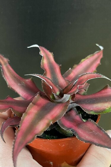 Magazoo Plante Cryptanthus Bivittatus 'Red Star' | Plante étoile de mer 6cm