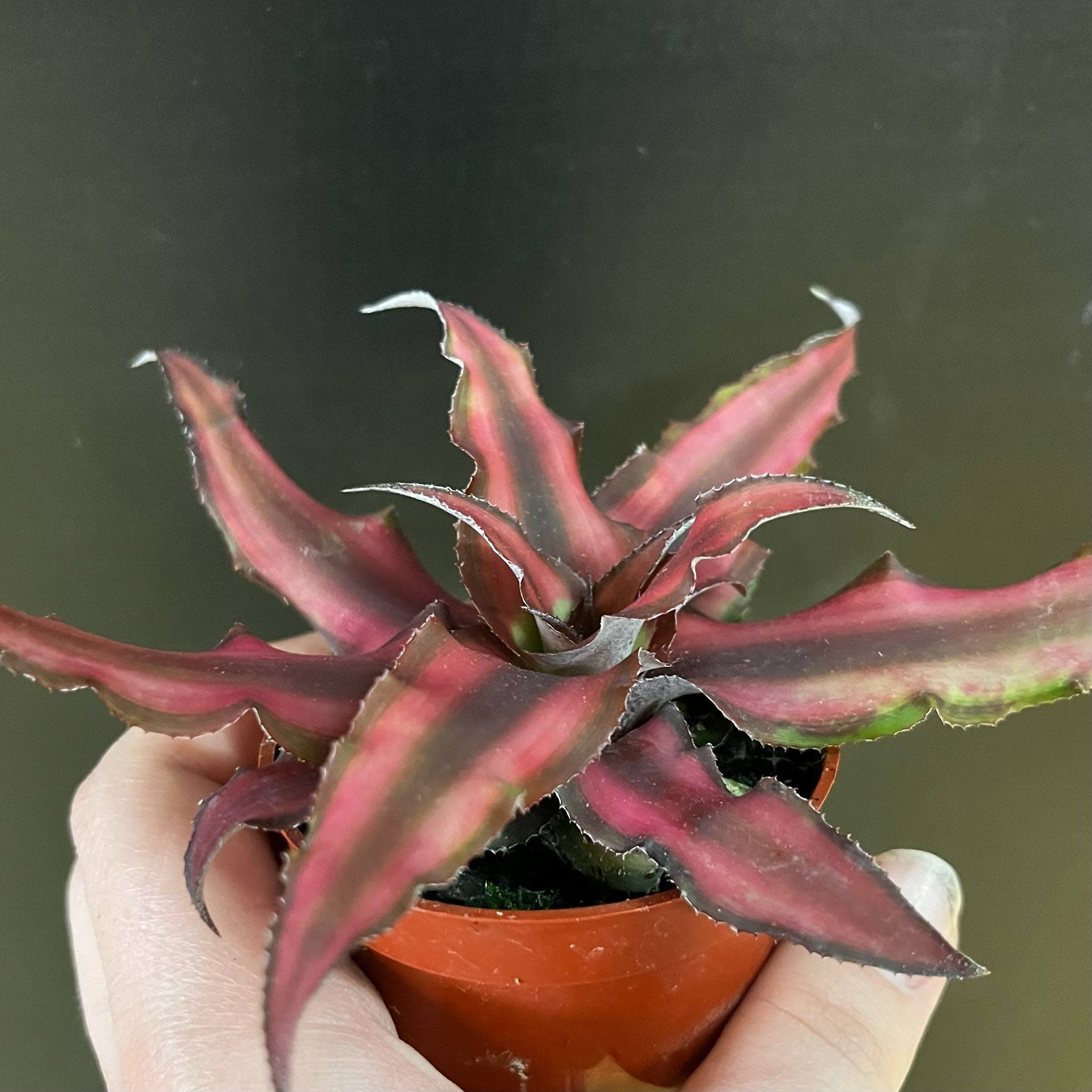 Magazoo Cryptanthus Bivittatus 'Red Star' Plant | Plante étoile de mer