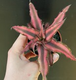 Magazoo Cryptanthus Bivittatus 'Red Star' Plant | Plante étoile de mer