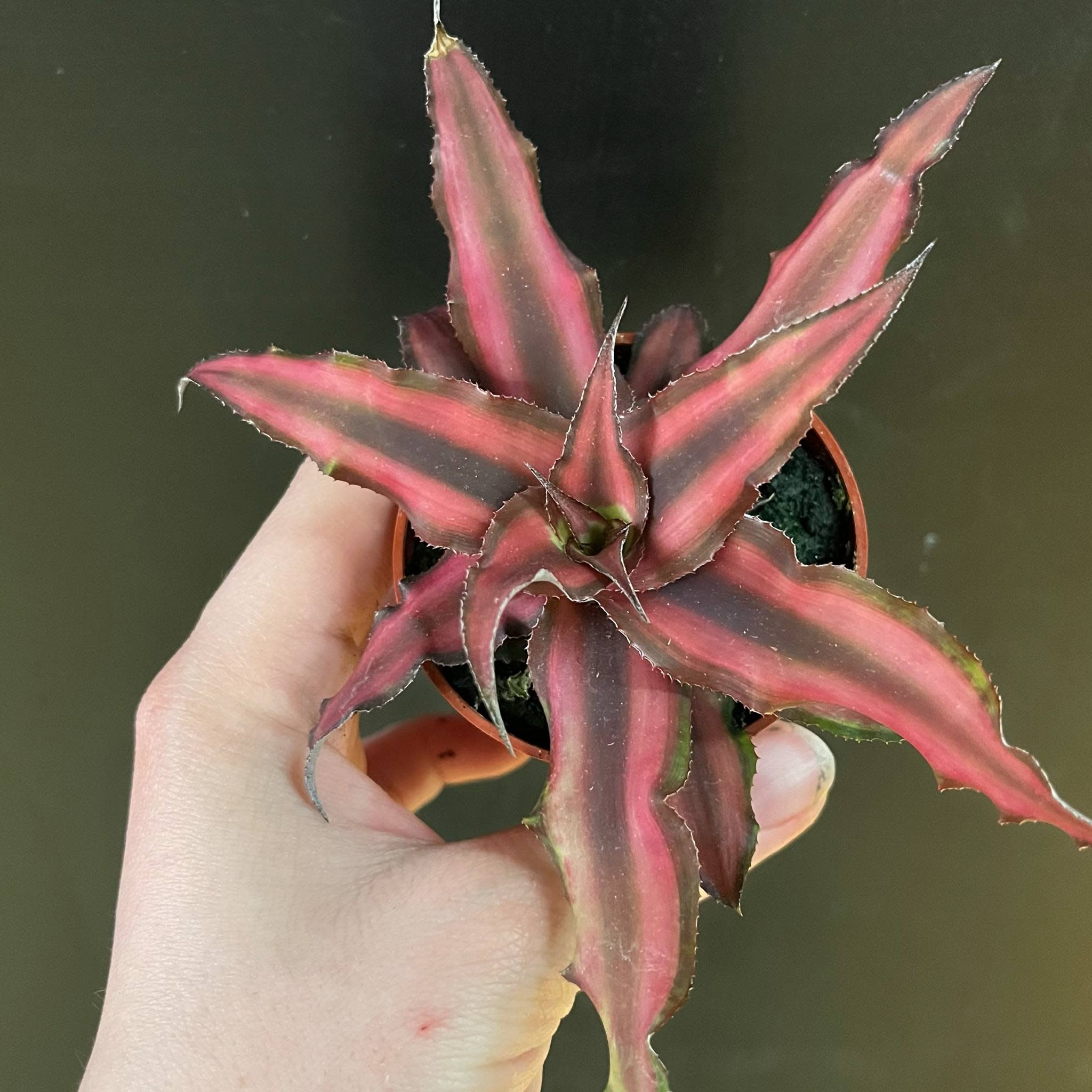 Magazoo Plante Cryptanthus Bivittatus 'Red Star' | Plante étoile de mer 6cm