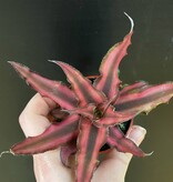Magazoo Plante Cryptanthus Bivittatus 'Red Star' | Plante étoile de mer 6cm