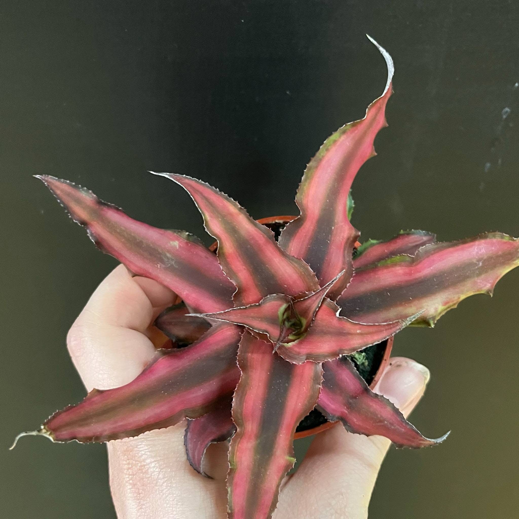 Magazoo Cryptanthus Bivittatus 'Red Star' Plant | Plante étoile de mer