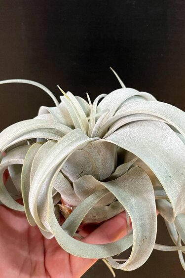 Magazoo Tillandsia Xerographica Plant