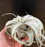 Magazoo Plante Tillandsia Xerographica