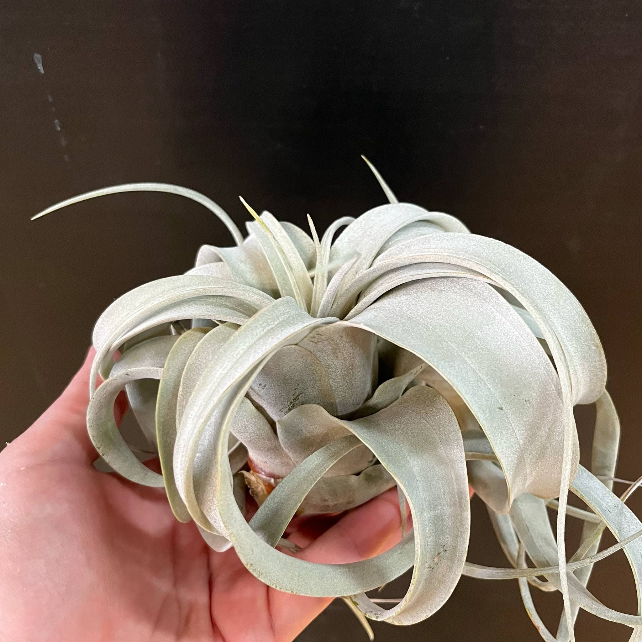 Magazoo Plante Tillandsia Xerographica
