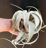 Magazoo Tillandsia Xerographica Plant