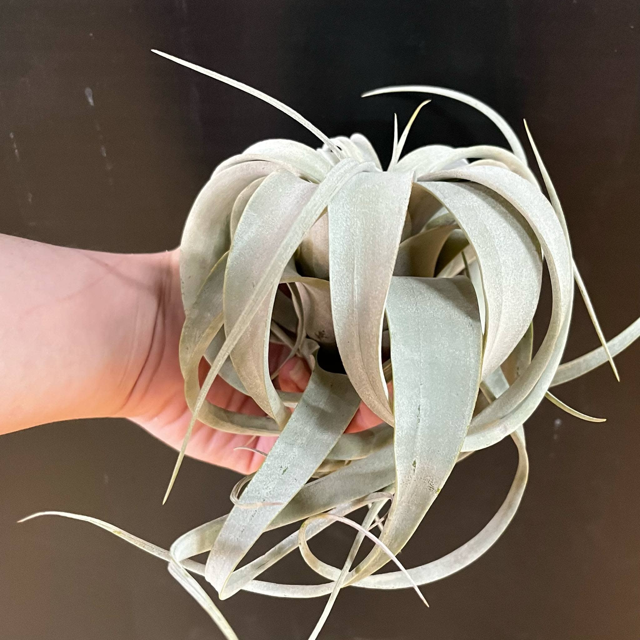 Magazoo Plante Tillandsia Xerographica