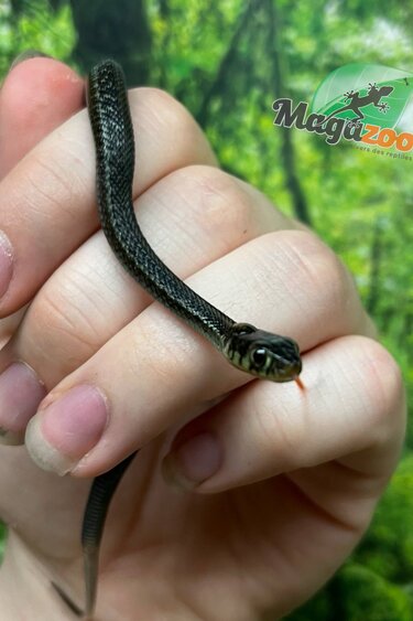 Magazoo Couleuvre du lac Chapala (Reproduit en captivité) Novembre  2024 / Thamnophis eques obscurus male