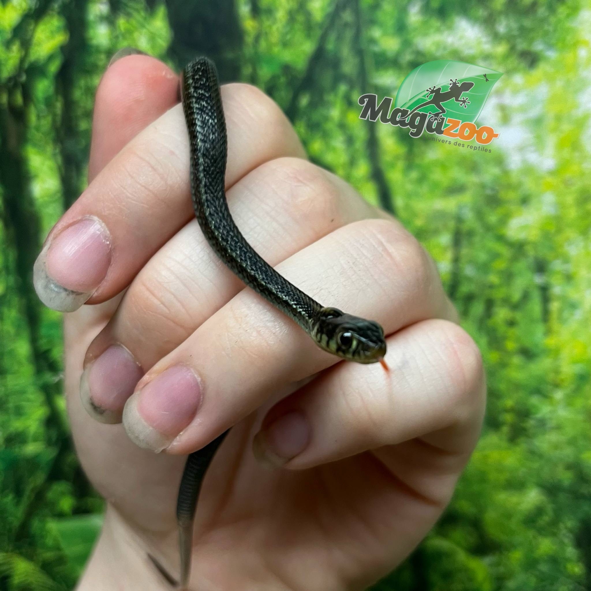 Magazoo Couleuvre du lac Chapala (Reproduit en captivité) Novembre  2024 / Thamnophis eques obscurus male