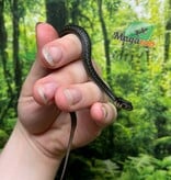 Magazoo Baby Chapala lake garter snake (Captive Breed) November 2024 / Thamnophis eques obscurus