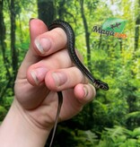 Magazoo Couleuvre du lac Chapala (Reproduit en captivité) Novembre  2024 / Thamnophis eques obscurus male