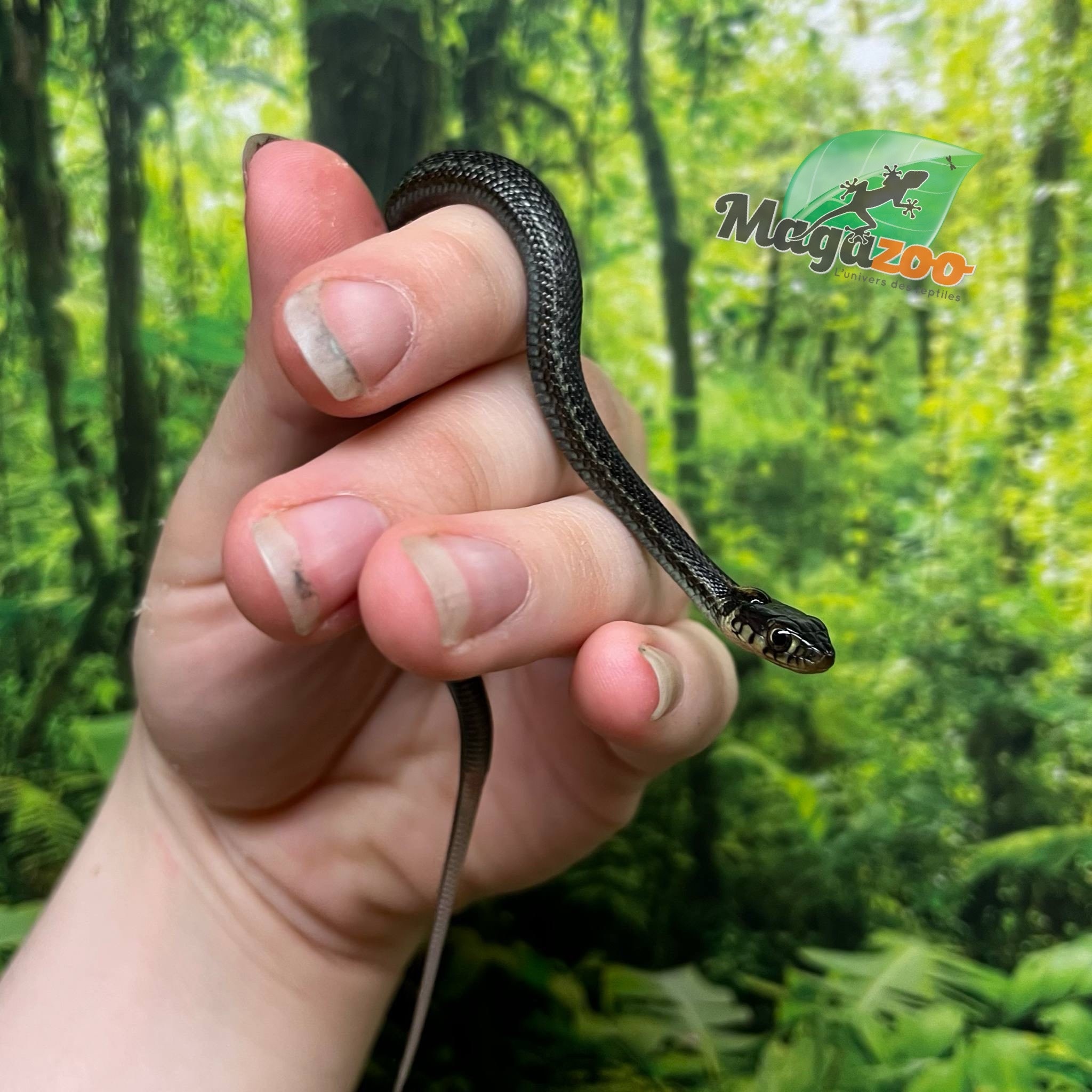 Magazoo Couleuvre du lac Chapala (Reproduit en captivité) Novembre  2024 / Thamnophis eques obscurus male