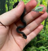 Magazoo Couleuvre du lac Chapala (Reproduit en captivité) Novembre  2024 / Thamnophis eques obscurus male