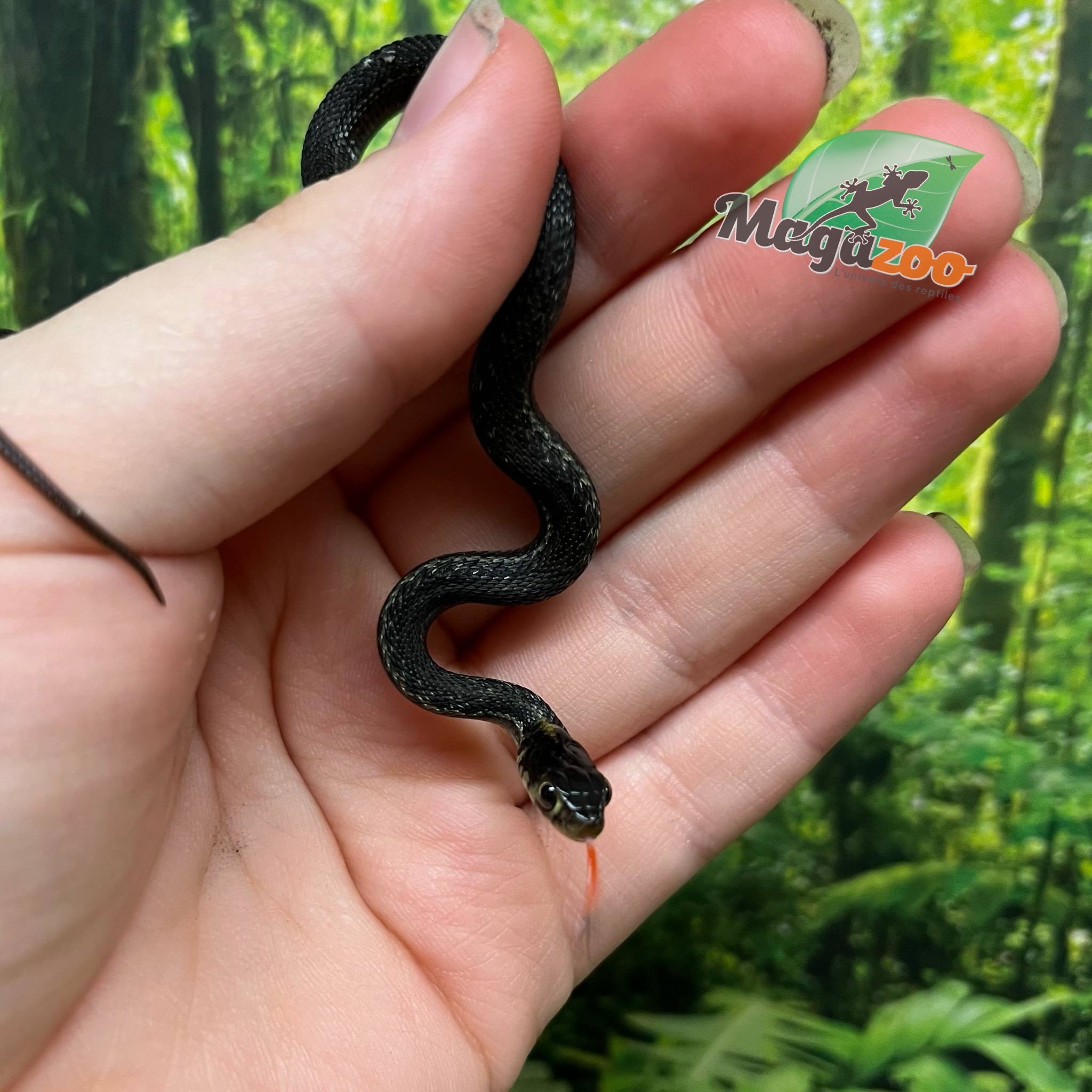 Magazoo Couleuvre du lac Chapala (Reproduit en captivité) Novembre  2024 / Thamnophis eques obscurus male