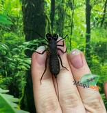 Magazoo Thai Whip scorpion (Uropyge)