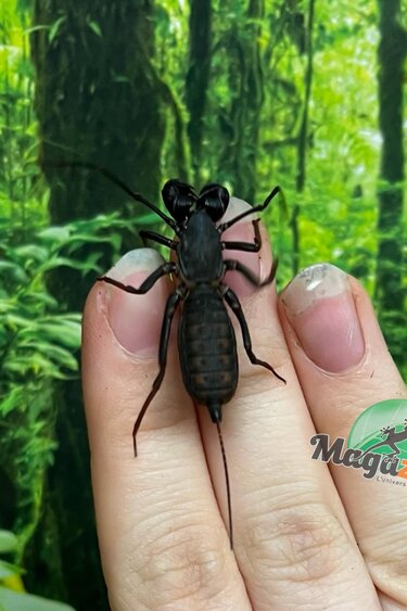 Magazoo Scorpion vinaigrier Thailandais (Uropyge)