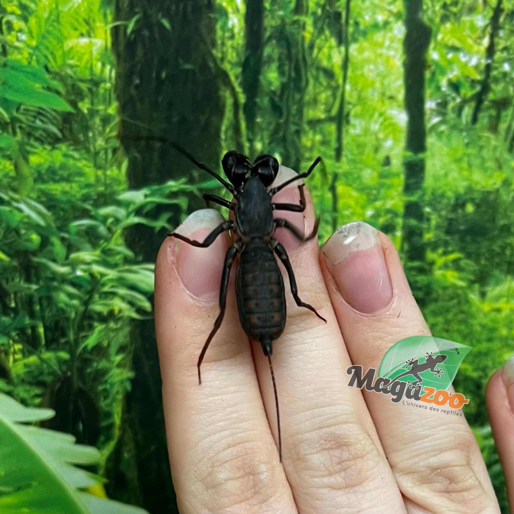 Magazoo Scorpion vinaigrier Thailandais (Uropyge)