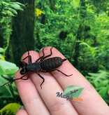 Magazoo Thai Whip scorpion (Uropyge)