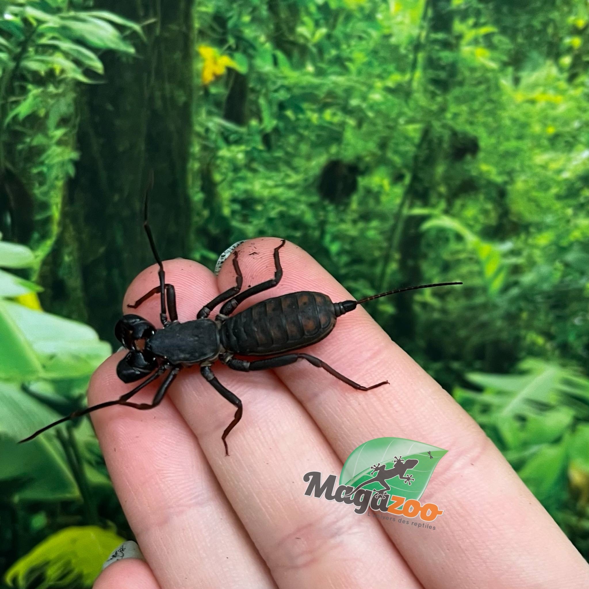 Magazoo Scorpion vinaigrier Thailandais (Uropyge)