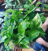 Magazoo Plante Golden pothos ( 3 Boutures)