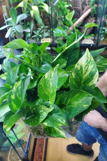Magazoo Plante Golden pothos ( 3 Boutures)
