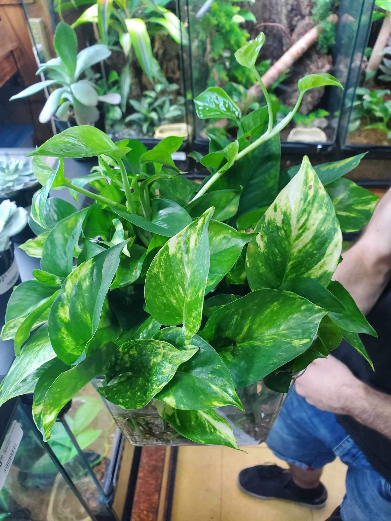 Magazoo Golden pothos Plant ( 3 Cuttings)