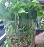 Magazoo Golden pothos Plant ( 3 Cuttings)