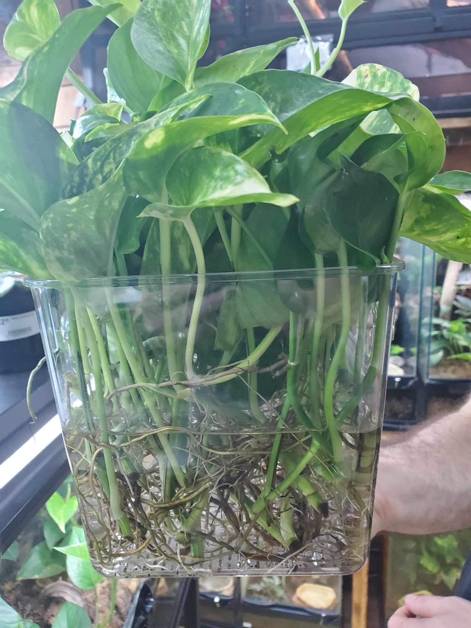 Magazoo Golden pothos Plant ( 3 Cuttings)