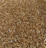 Magazoo Vers de farine - Mealworm apx 10,000