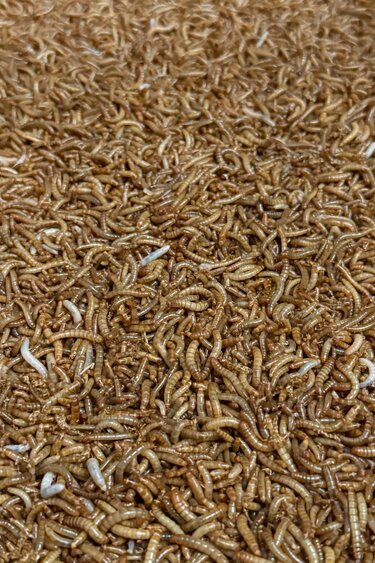 Magazoo Vers de farine - Mealworm apx 10,000