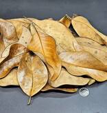 La Swamp LA SWAMP 1741 Feuilles de magnolia 1oz