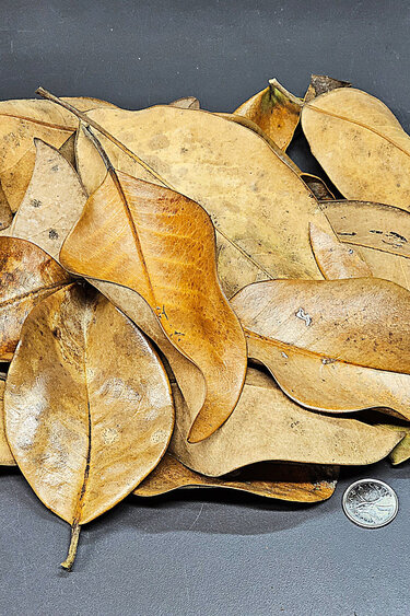 La Swamp LA SWAMP 1741 Magnolia Leaves 1oz