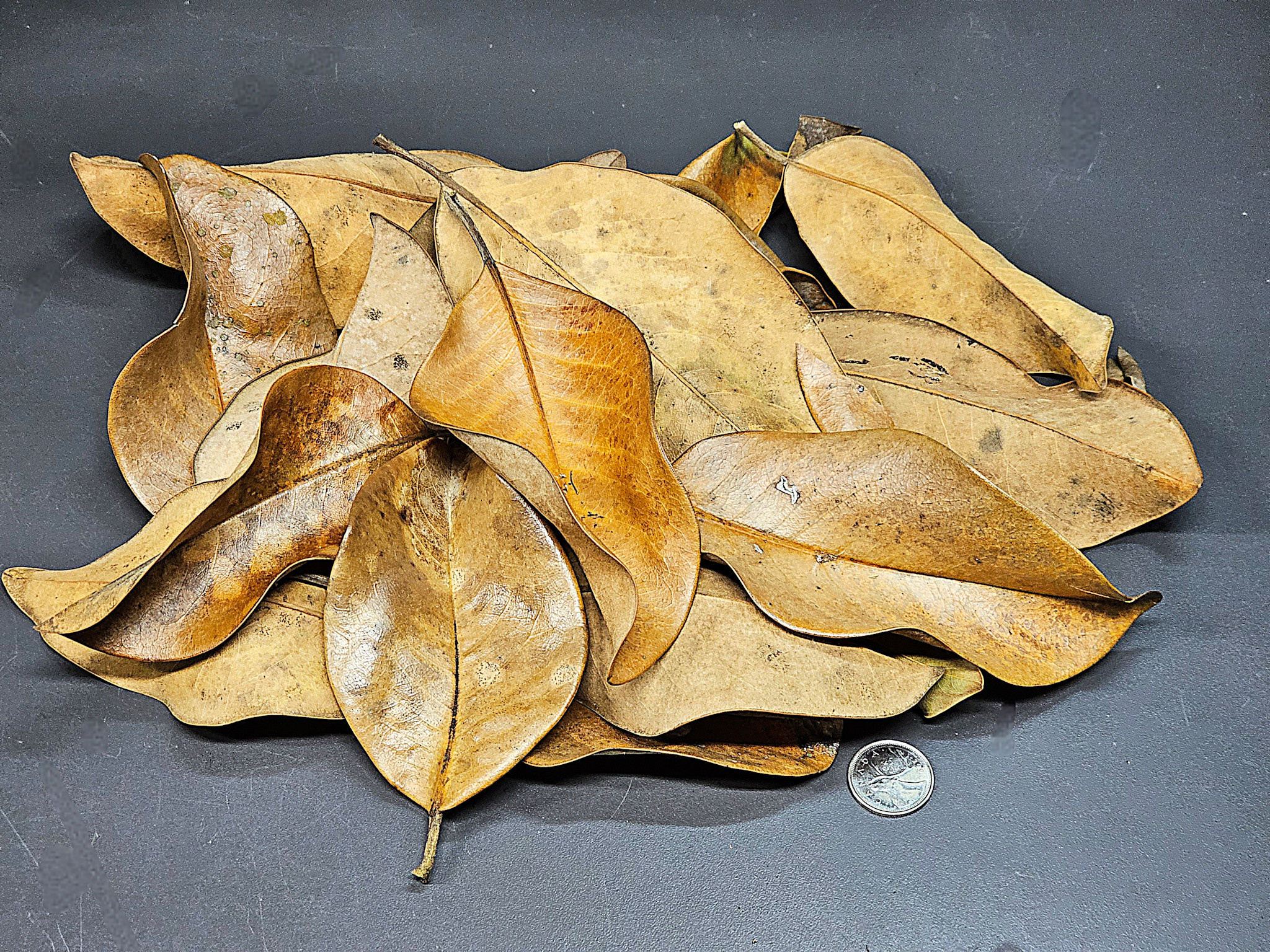 La Swamp LA SWAMP 1741 Feuilles de magnolia 1oz