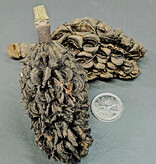 La Swamp LA SWAMP 1710 Gousses de magnolia (2x)