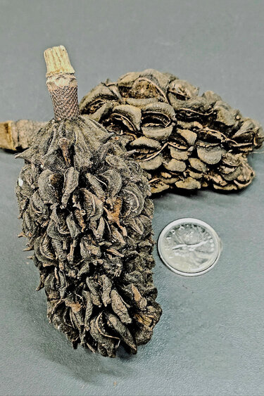 La Swamp LA SWAMP 1710 Magnolia Pods (2x)