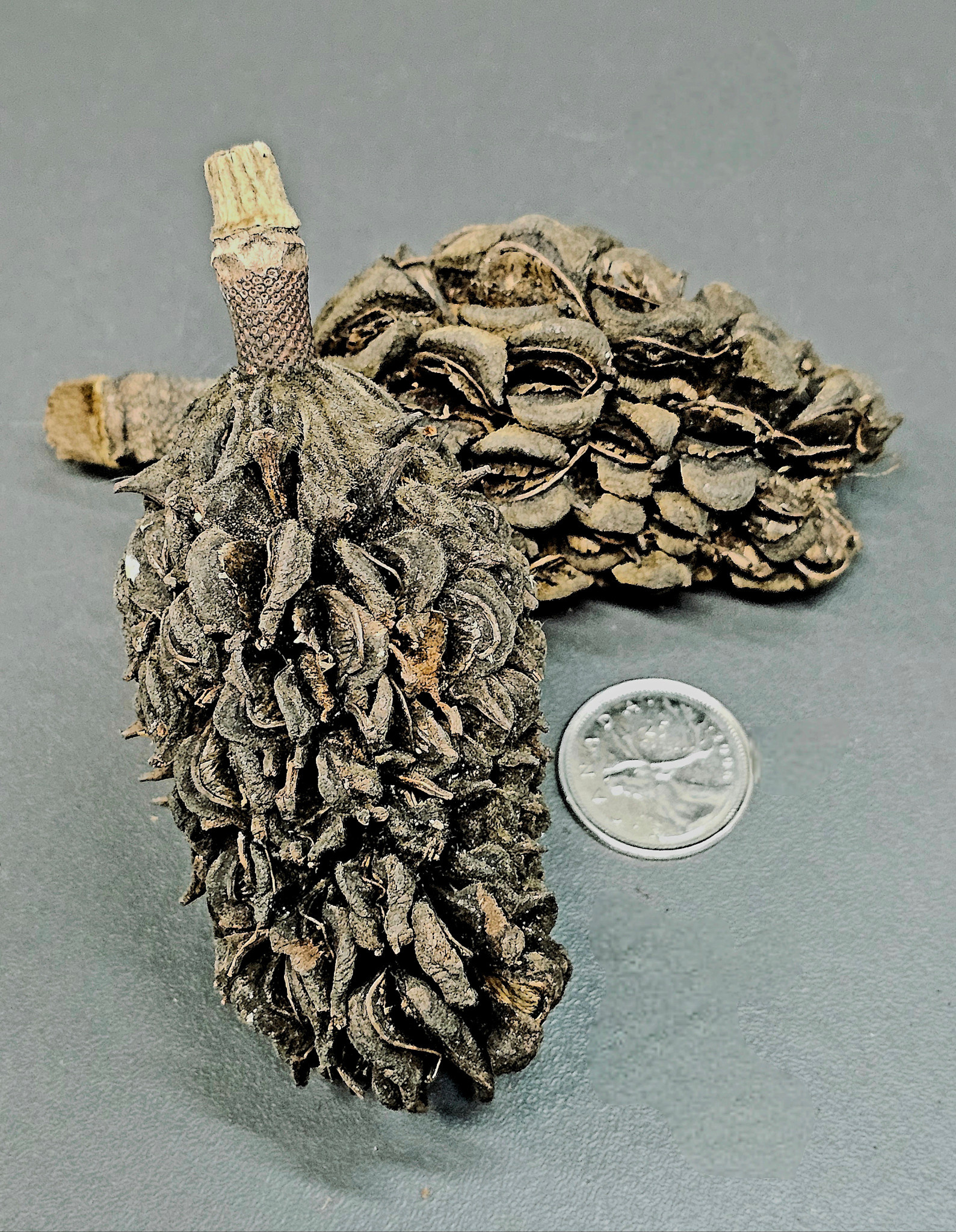 La Swamp LA SWAMP 1710 Gousses de magnolia (2x)