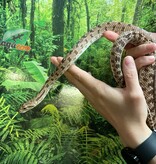 Magazoo Diadem rat snake (Female)
