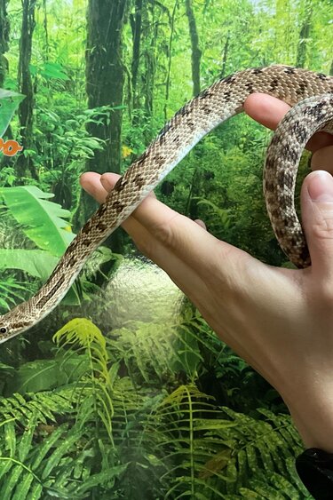 Magazoo Diadem rat snake (Female)