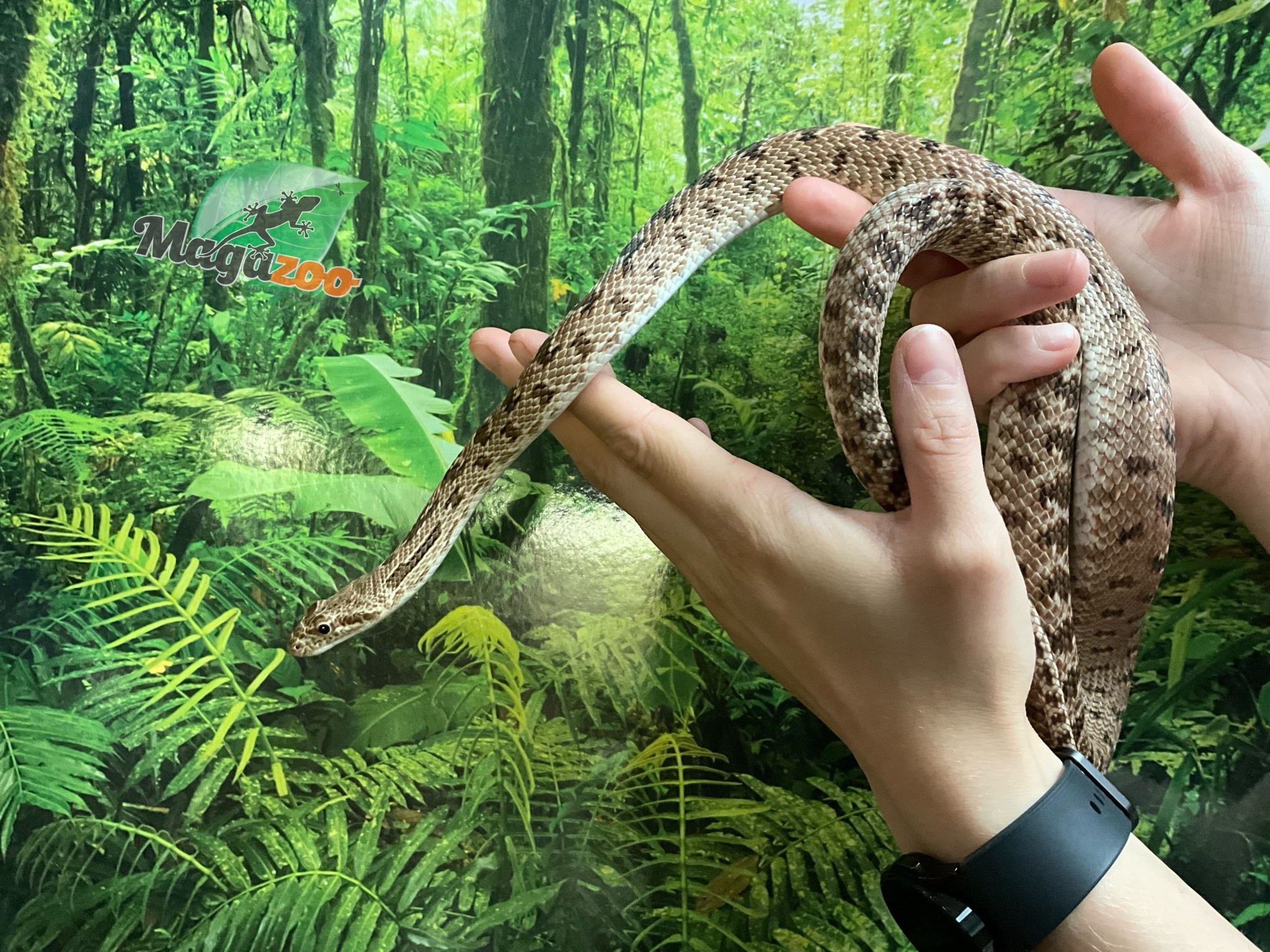 Magazoo Diadem rat snake (Female)