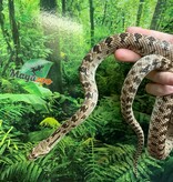 Magazoo Diadem rat snake (Female)