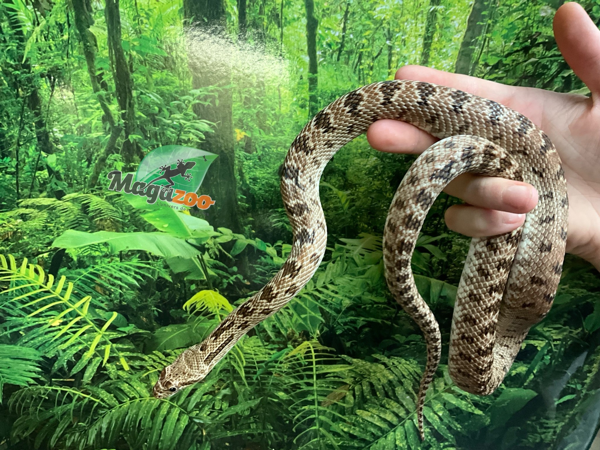 Magazoo Diadem rat snake (Female)