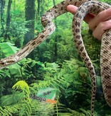 Magazoo Diadem rat snake (Female)