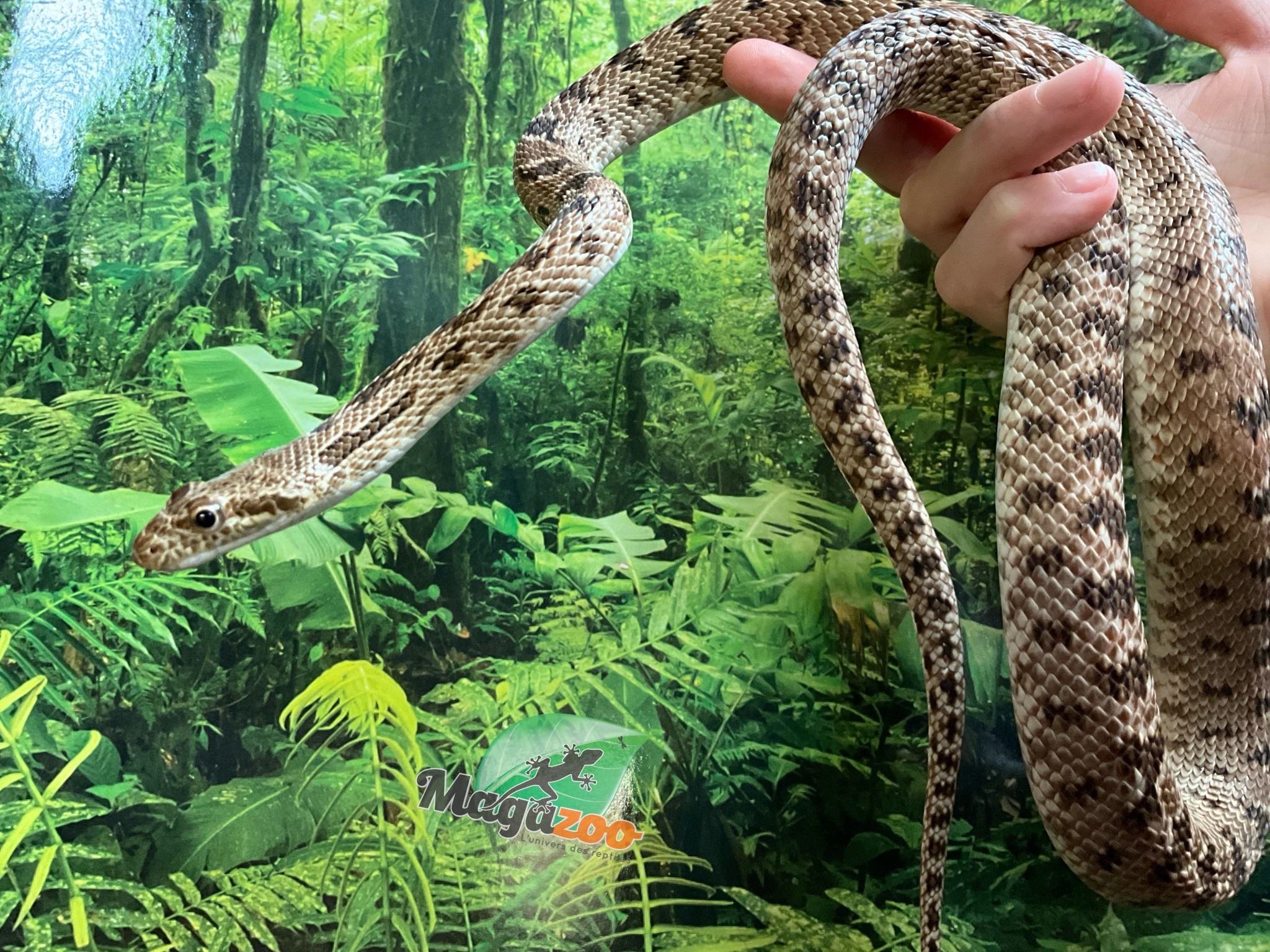 Magazoo Diadem rat snake (Female)