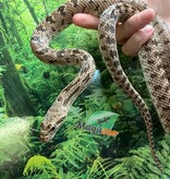 Magazoo Diadem rat snake (Female)
