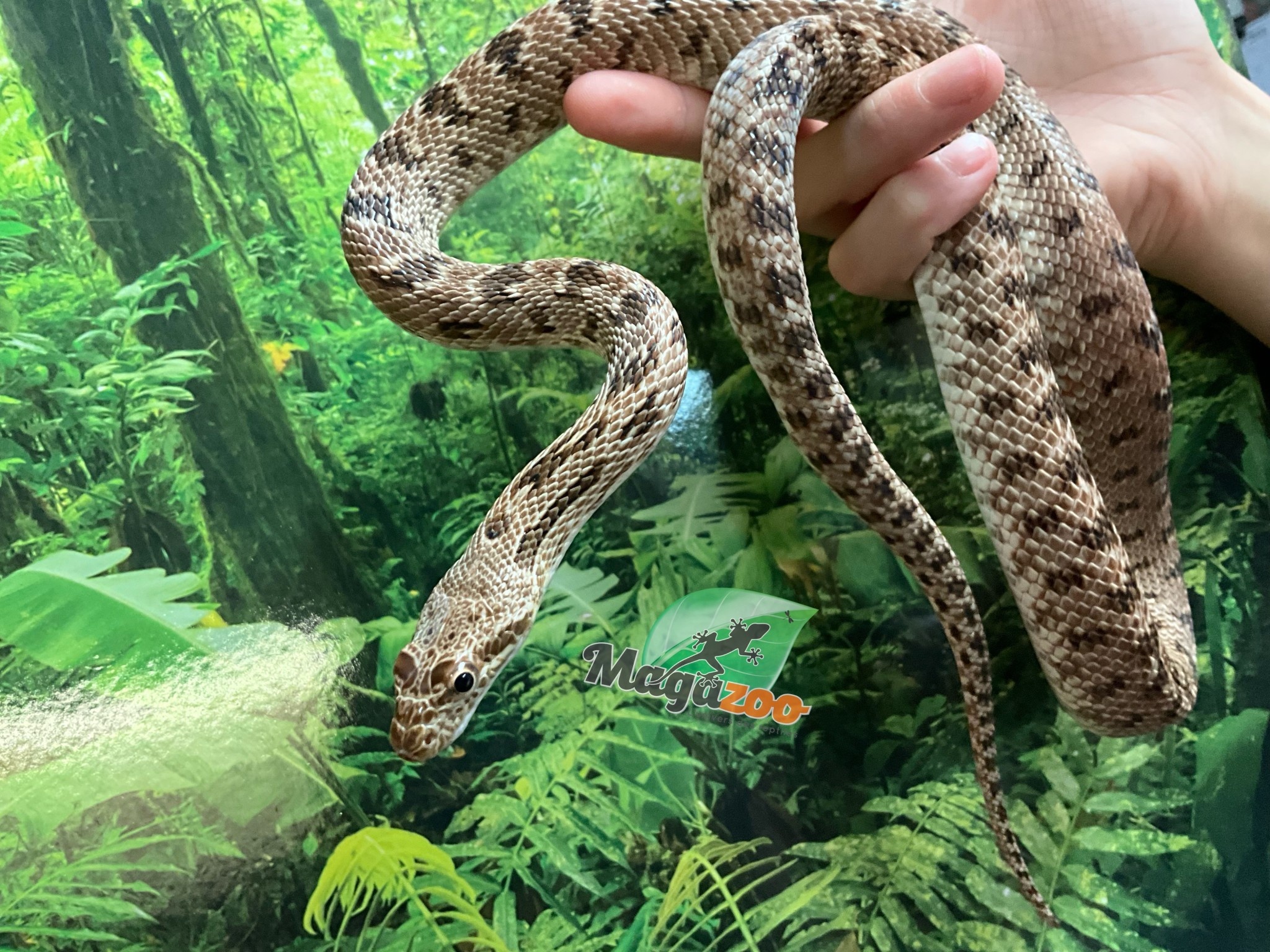 Magazoo Diadem rat snake (Female)